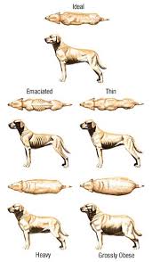 how do you tell if your husky is overweight husky health