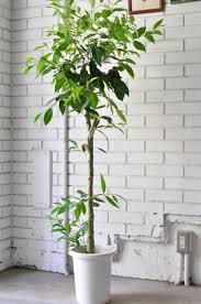 アマゾンオリーブ 大阪市福島の観葉植物の店 Oslo オスロ