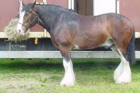 Draft Horse Wikipedia