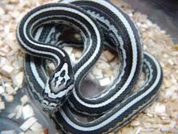 Black And White Corn Snake Morph Tessera Anery Stripe Corn Snake Corn Snake Snake Pet Snake