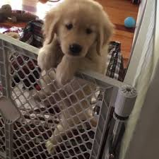 Check spelling or type a new query. Cute Videos Of Golden Retriever Puppies Popsugar Pets
