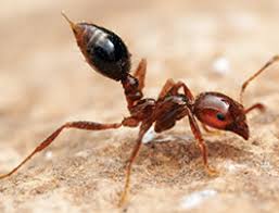 While both male and female breeders have wings, females lose theirs after mating. How To Control Fire Ants In The Lawn Pests Scotts