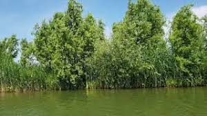 Astăzi vă invităm să descoperiți minunata deltă a siretului. Zaga Zaga Resort Doaga Vrancea Youtube