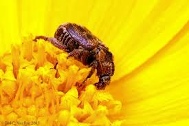 Image result for Andropogon canaliculatus