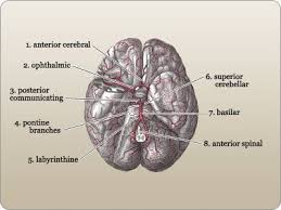Labeled diagrams did you know? Labeled Diagram Of The Arteries Of The Brain Medical Arteries Physiology