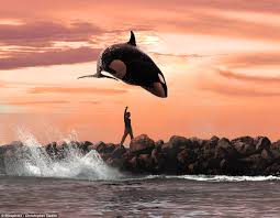 Check spelling or type a new query. Psbattle Orca Jumping Out Of Water Album On Imgur