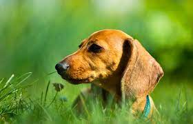 They are known for their devotion and loyalty to their owners. Miniature Dachshund Rescue Lovetoknow