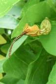 It's evergreen during a mild winter. Mascagnia Macroptera Yellow Butterfly Vine Buy Seeds At Rarepalmseeds Com