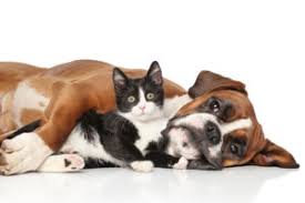 Treatment for chronic kidney disease focuses on slowing the progression of the kidney damage, usually by controlling the underlying cause. Kidney Disease In Dogs And Cats Cvmbs News