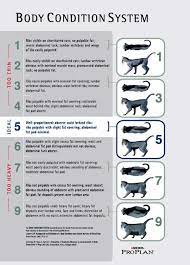 Ideal Weight For Cat Ideal Body Weight Ideal Weight Body Condition