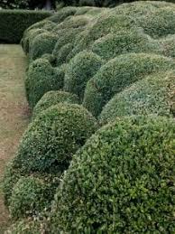 The images themselves are instructive, and mr. Cloud Pruning And Lifting Canopies Down To Earth