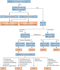 Frontiers Cystic Kidney Diseases From The Adult