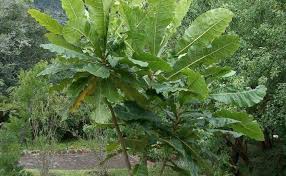 Image result for Anthocleista vogelii