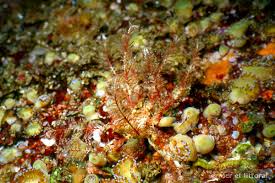Image result for Disperis sp. nov. aff. bifida