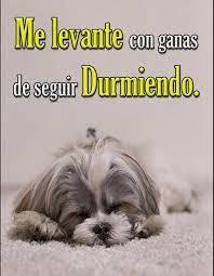 Imagenes Graciosas De Buenos Dias Para Android Apk Baixar