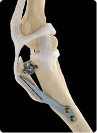 Tibial Tuberosity Advancement For Dogs Tta Surgery May Be The Best Choice For Your Dog S Knee Natchez Trace Veterinary S Vet Medicine Holistic Pet Care Dogs