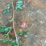 Image result for Indigofera macrocalyx