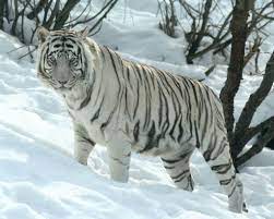 Best White Tiger Wallpapers Funny Animal Names Pet Tiger Alternate Animal Names