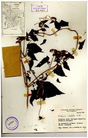 Image result for Mikania cordata