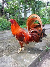 Ayam jantan has disabled new messages. Ayam Jantan Steemit