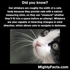 Its A Fact Cat Facts Cats Animal Facts