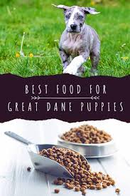 We did not find results for: Best Food For A Great Dane Puppy Help Him Grow Big And Strong