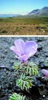 Image result for Oxalis anthelmintica