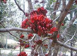 Image result for Schotia brachypetala