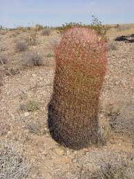 You must register or become licensed in your client's state to provide. Cactus Wrangling Desertusa Stories News