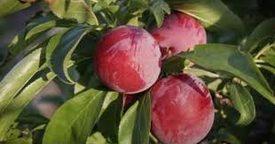 In nature, the purpose of thorns, spines and prickles is to protect plants from would be predators. What Fruit Trees Have Thorns Hunker Fruit Trees Fruit Tree