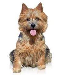 Norwich terrier max & my bed (youtube.com). Norwich Terrier Umganglich Und Freundlich Pedigree