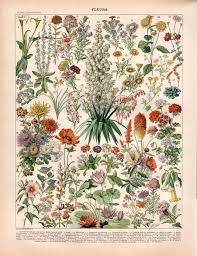 1897 Garden Flowers Antique Botanical Print Flower