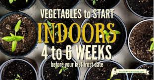 Extremely easy to grow and deer resistant, this perennial flower. Seeds To Plant 4 To 6 Weeks Before Last Frost Rockin W Homestead