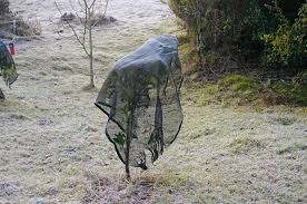 How to protect citrus trees from a late frost: 2 Secrets To Getting Your Fruit Trees Through A Frost
