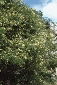 Image result for Acacia ataxacantha