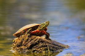 how to identify ontarios 8 species of turtles cottage life