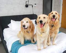 Maine lab rescue is click here to view lab dogs in maine for adoption. Lab Mix Puppies For Sale In Maine The Y Guide