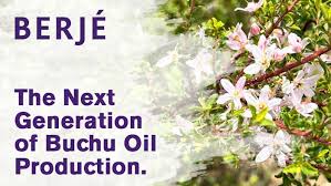 Image result for Buchnera nuttii