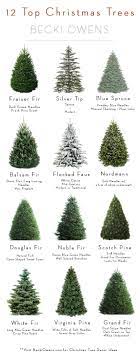 All About Christmas Trees Guide Decorating Christmas Tree Guide Types Of Christmas Trees Live Christmas Trees