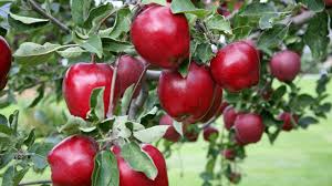 What fruit was on the tree of knowledge. Pin On All Things Trees