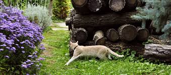 Maybe you would like to learn more about one of these? Getting Rid Of Cats In The Garden Royal City Nursery