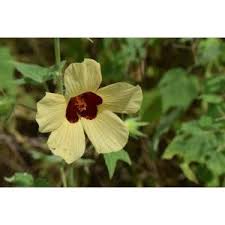 Image result for Hibiscus migeodii