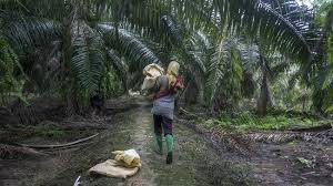01.03.2018 · perkebunan kelapa sawit pertama berlokasi di pantai timur sumatera deli dan aceh. Foto Nestapa Buruh Wanita Di Perkebunan Kelapa Sawit