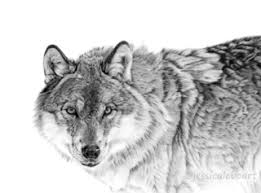 An artist's guide to drawing and illustrating realistic flora, fauna, and botanical scenes from nature. Graphite Drawings Jessica Lebo Art