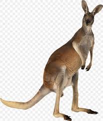 Kangaroo Transparent Background Png 2030x2380px Australia Animal Anthea Bickerton Fauna Flag Of Australia Download Free You can see the formats on the top of. kangaroo transparent background png