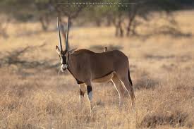 Image result for Oreosyce africana