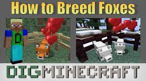 Now that you've got a better idea of how to tame a fox in minecraft, all that's left is to venture forth into the biomes of your choice and to pick up some loyal pets for yourself. How To Breed Foxes In Minecraft Youtube