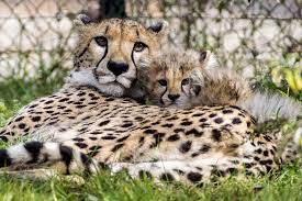 Photos Of The Day October 8 2014 Cheetah Pictures Baby Cheetahs Baby Animals