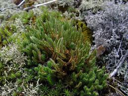 Image result for Selaginella molliceps