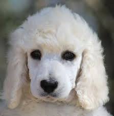 Black And White Standard Poodle Puppies For Sale 002 Phoenix S White Pink Polish Female White Standard Poodle Puppy Blackpoodle Poodle Puppy Dog Training Poodle Dog